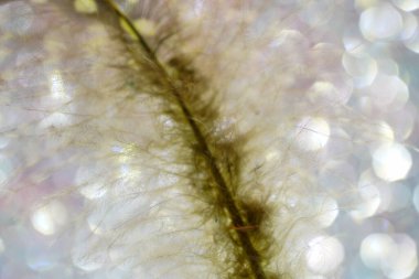 Kuş tüyü, birçok parlak renk ve yapıya sahip bir arkaplan görüntüsüdür.