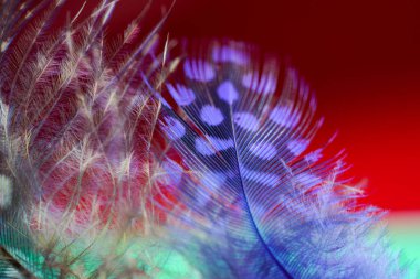 Kuş tüyü, birçok parlak renk ve yapıya sahip bir arkaplan görüntüsüdür.