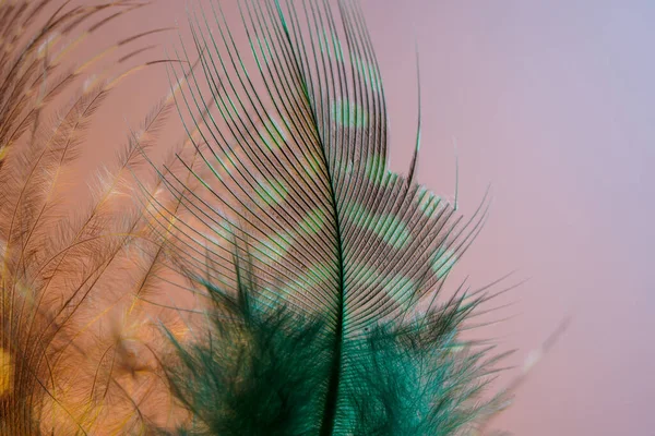 Pluma Pájaro Como Imagen Fondo Con Una Gran Cantidad Colores — Foto de Stock