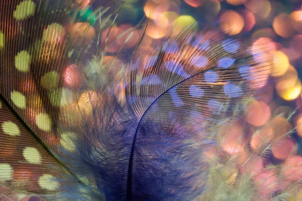 Fågelfjäder Som Bakgrundsbild Med Hel Del Ljusa Färger Och Struktur — Stockfoto
