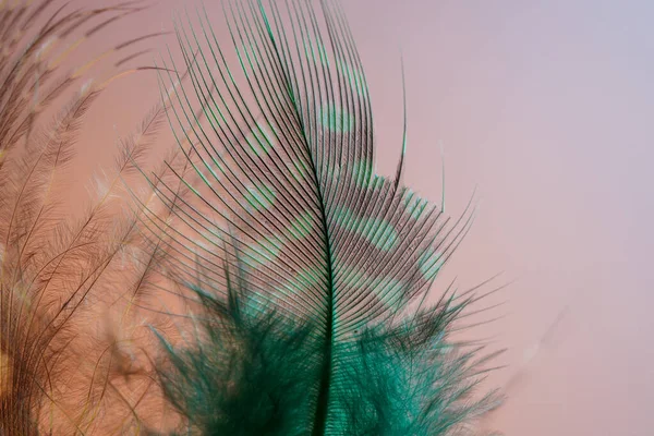 Pluma Pájaro Como Imagen Fondo Con Una Gran Cantidad Colores — Foto de Stock