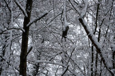 Bavyera 'da bol karlı kış her yıl tekrar güzeldir.