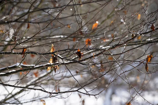 Tél Sok Havazással Bajorországban Minden Évben Újra Gyönyörű — Stock Fotó