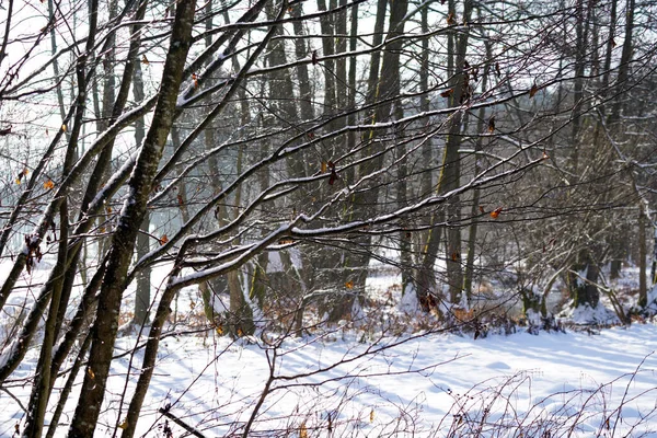 Bavyera Bol Karlı Kış Her Yıl Tekrar Güzeldir — Stok fotoğraf