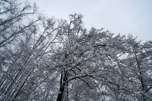 Winter Lots Snow Bavaria Beautiful Again Every Year — Stock Photo, Image