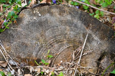 Baharda Bavyera Ormanı Taze yeşillik ve çiçek açan ağaçlarla 