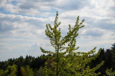 Baharda Bavyera Ormanı Taze yeşillik ve çiçek açan ağaçlarla 