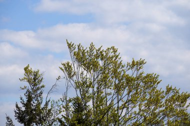 Baharda Bavyera Ormanı Taze yeşillik ve çiçek açan ağaçlarla 