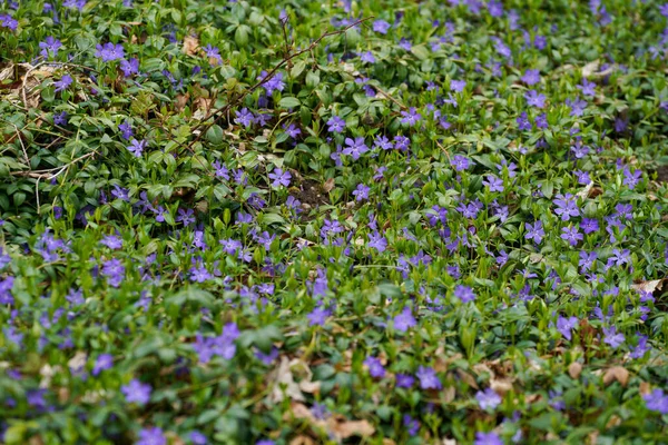 Forêt Bavaroise Printemps Avec Verdure Fraîche Des Arbres Fleurs — Photo