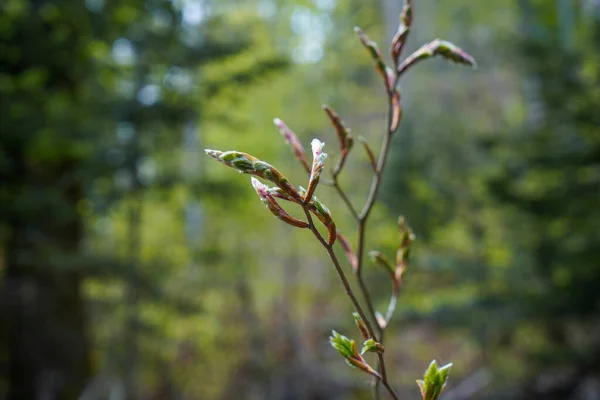 新緑と開花する春のバイエルンの森 — ストック写真