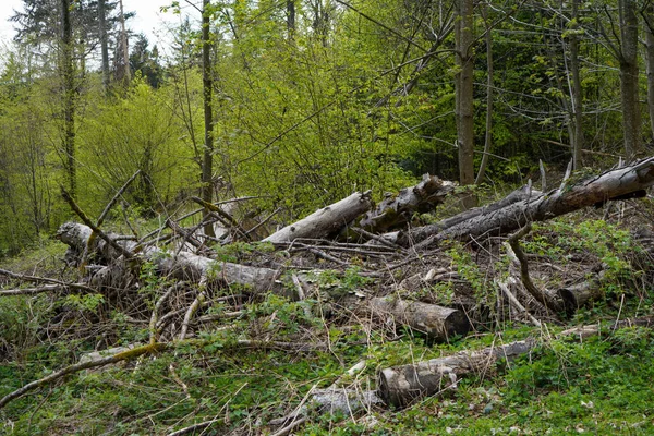 Bavarian Forest Spring Fresh Greenery Blossoming Trees — Zdjęcie stockowe