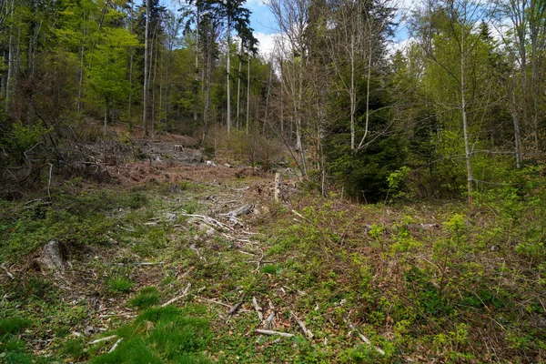 Bavarian Forest Spring Fresh Greenery Blossoming Trees — Fotografia de Stock
