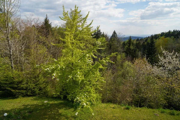 Bavarian Forest Spring Fresh Greenery Blossoming Trees — 스톡 사진