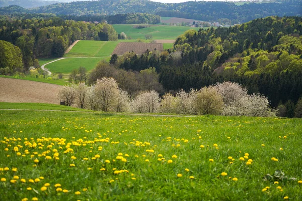 Bavorský Les Jaře Čerstvou Zelení Kvetoucími Stromy — Stock fotografie