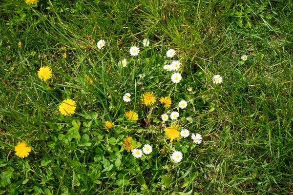 Floresta Baviera Primavera Com Vegetação Fresca Árvores Florescentes — Fotografia de Stock