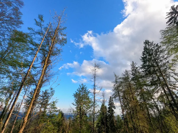 Forêt Bavaroise Printemps Avec Verdure Fraîche Des Arbres Fleurs — Photo