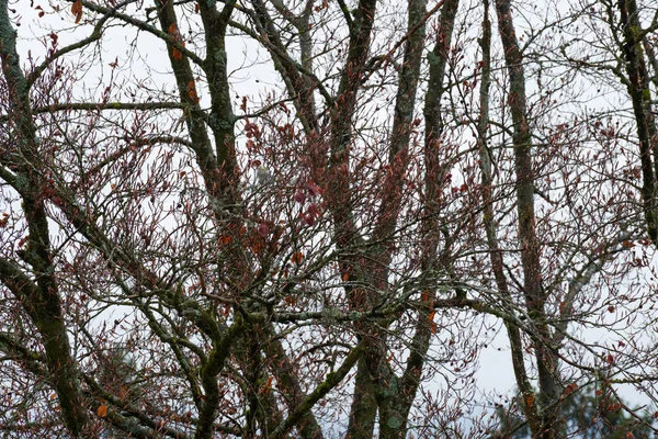 Bavarian Forest Spring Fresh Greenery Blossoming Trees — Foto de Stock