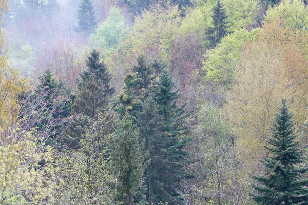 Baharda Bavyera Ormanı Taze yeşillik ve çiçek açan ağaçlarla 