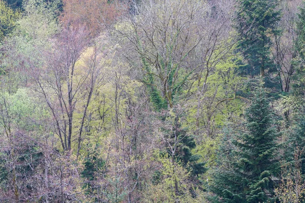 Bavarian Forest Spring Fresh Greenery Blossoming Trees — Foto de Stock