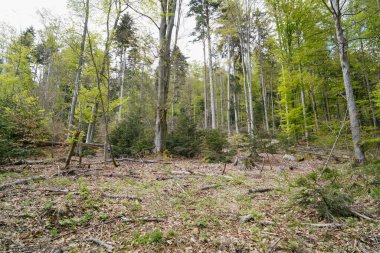 İlkbaharda Bavyera 'daki orman, her şey çiçek açar ve yeni bir hayata uyanır. 
