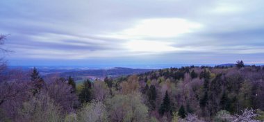 İlkbaharda Bavyera 'daki orman, her şey çiçek açar ve yeni bir hayata uyanır. 