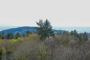 Forest in Bavaria in spring, everything in wood blooms and awakens to new life 