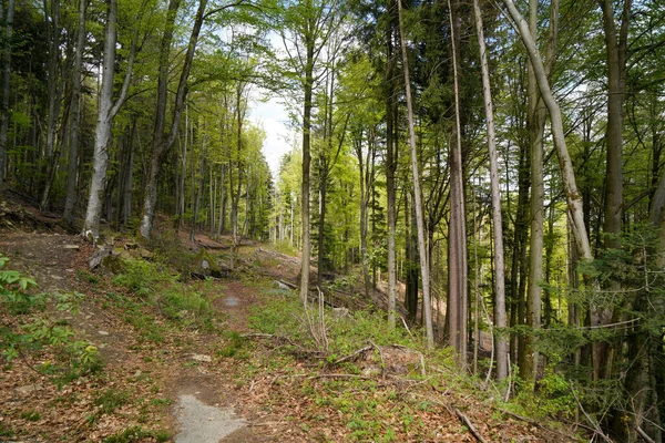 Лес Баварии Весной Лесу Цветет Пробуждается Новой Жизни — стоковое фото
