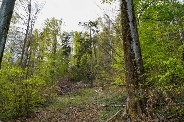 Wald Bayern Frühling Alles Holz Blüht Und Erwacht Neuem Leben — Stockfoto