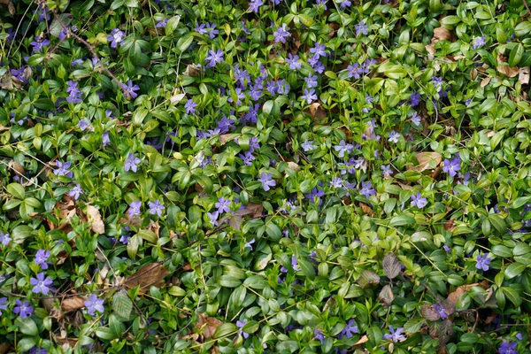 Forest Bavaria Spring Everything Wood Blooms Awakens New Life — Stock Photo, Image