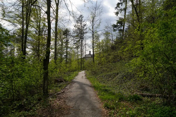 Forêt Bavière Printemps Tout Bois Fleurit Éveille Une Nouvelle Vie — Photo