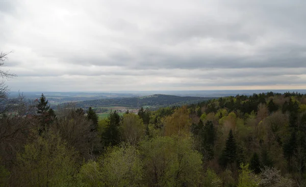 Forest Bavaria Spring Everything Wood Blooms Awakens New Life — Stock Photo, Image