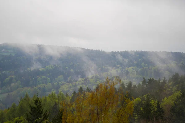 Wald Bayern Frühling Alles Holz Blüht Und Erwacht Neuem Leben — Stockfoto