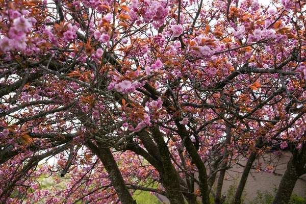 Forest Bavaria Spring Everything Wood Blooms Awakens New Life — Stock Photo, Image