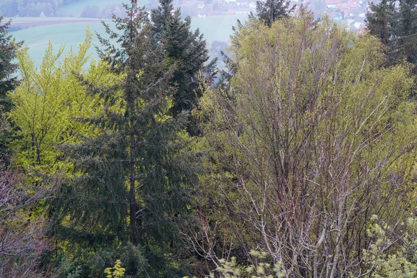 Forest Bavaria Spring Everything Wood Blooms Awakens New Life — Stockfoto