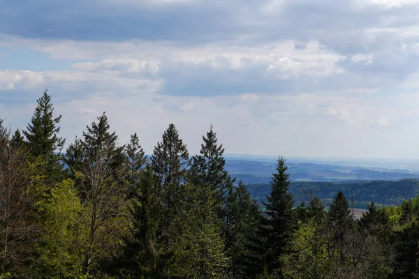 Forest Bavaria Spring Everything Wood Blooms Awakens New Life — Fotografia de Stock