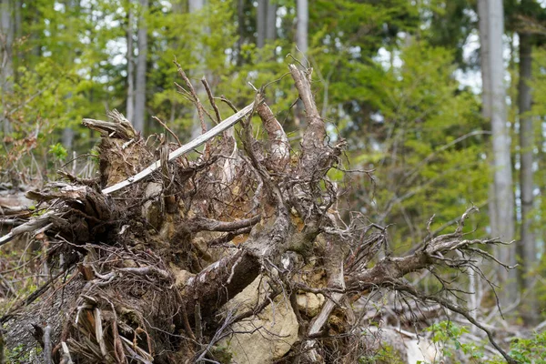 Forest Bavaria Spring Everything Wood Blooms Awakens New Life — Foto de Stock