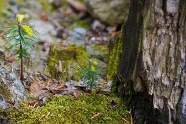 600 metre yükseklikteki Bavyera ormanlık alanının manzara görüntüsü. 