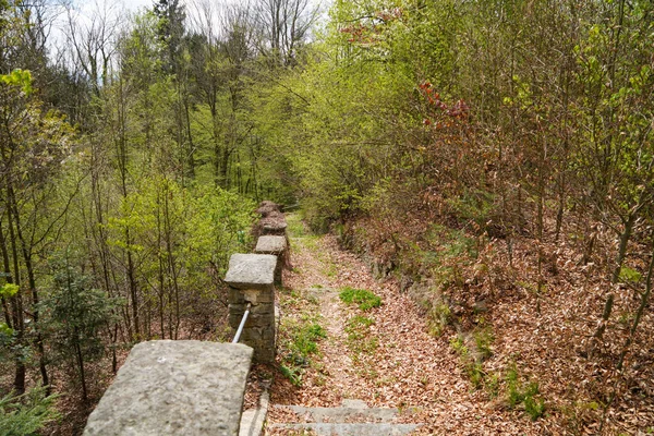 600 metre yükseklikteki Bavyera ormanlık alanının manzara görüntüsü. 
