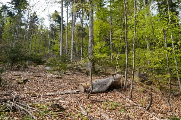 Paisaje Una Zona Boscosa Bávara Una Altitud 600 Metros — Foto de Stock