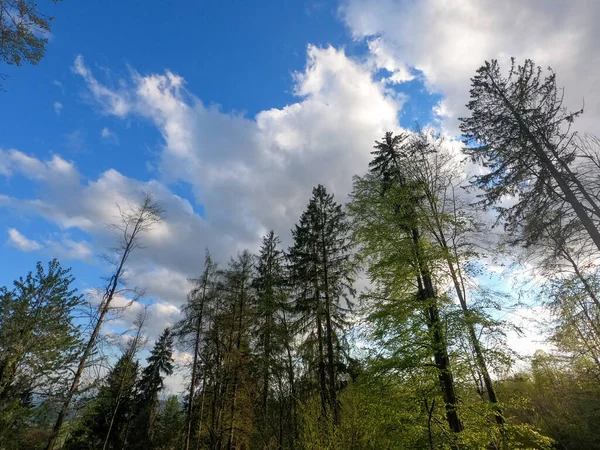 Forêt Allemande Photographiée Printemps 2022 Bavière — Photo