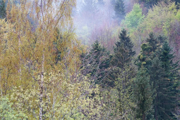 Alman ormanı 2022 baharında Bavyera 'da fotoğraflandı.