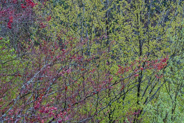 Floresta Alemã Fotografada Primavera 2022 Baviera — Fotografia de Stock