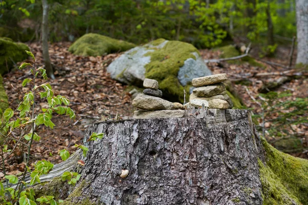 Alman Ormanı 2022 Baharında Bavyera Fotoğraflandı — Stok fotoğraf
