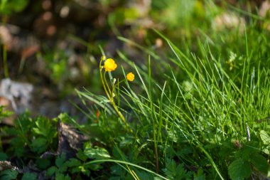 Almanya 'daki orman alanları Mayıs ayının ilkbaharında fotoğraflandı