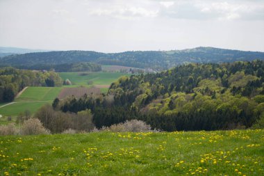 Almanya 'daki orman alanları Mayıs ayının ilkbaharında fotoğraflandı
