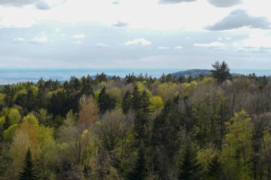 Almanya 'daki orman alanları Mayıs ayının ilkbaharında fotoğraflandı