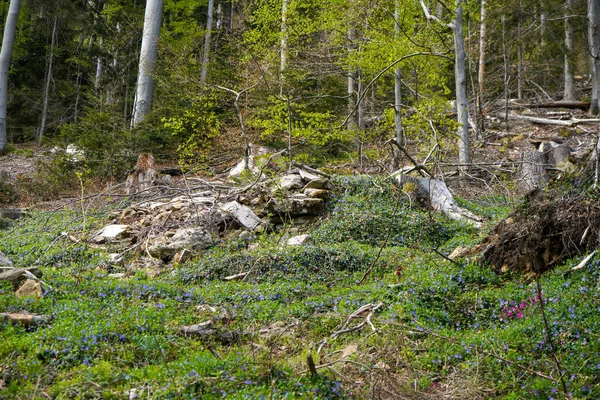 Δασικές Περιοχές Στη Γερμανία Φωτογραφήθηκαν Τον Ανοιξιάτικο Μήνα Μάιο — Φωτογραφία Αρχείου