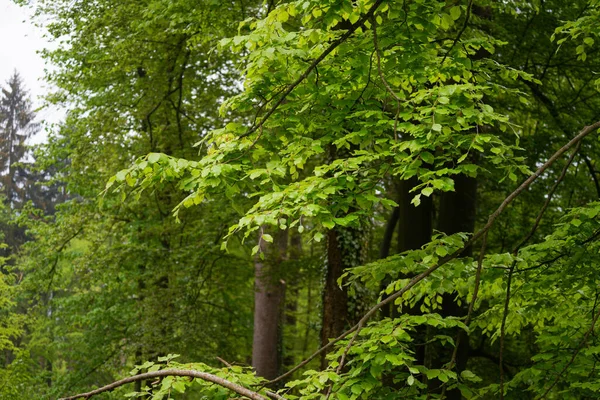 Waldgebiete Deutschland Frühlingsmonat Mai Fotografiert — Stockfoto