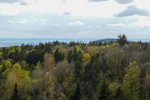 Almanya 'daki orman alanları Mayıs ayının ilkbaharında fotoğraflandı
