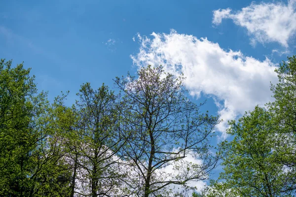 Пейзажні Фотографії Баварському Лісі Чарівними Хмарами Блакитним Небом — стокове фото